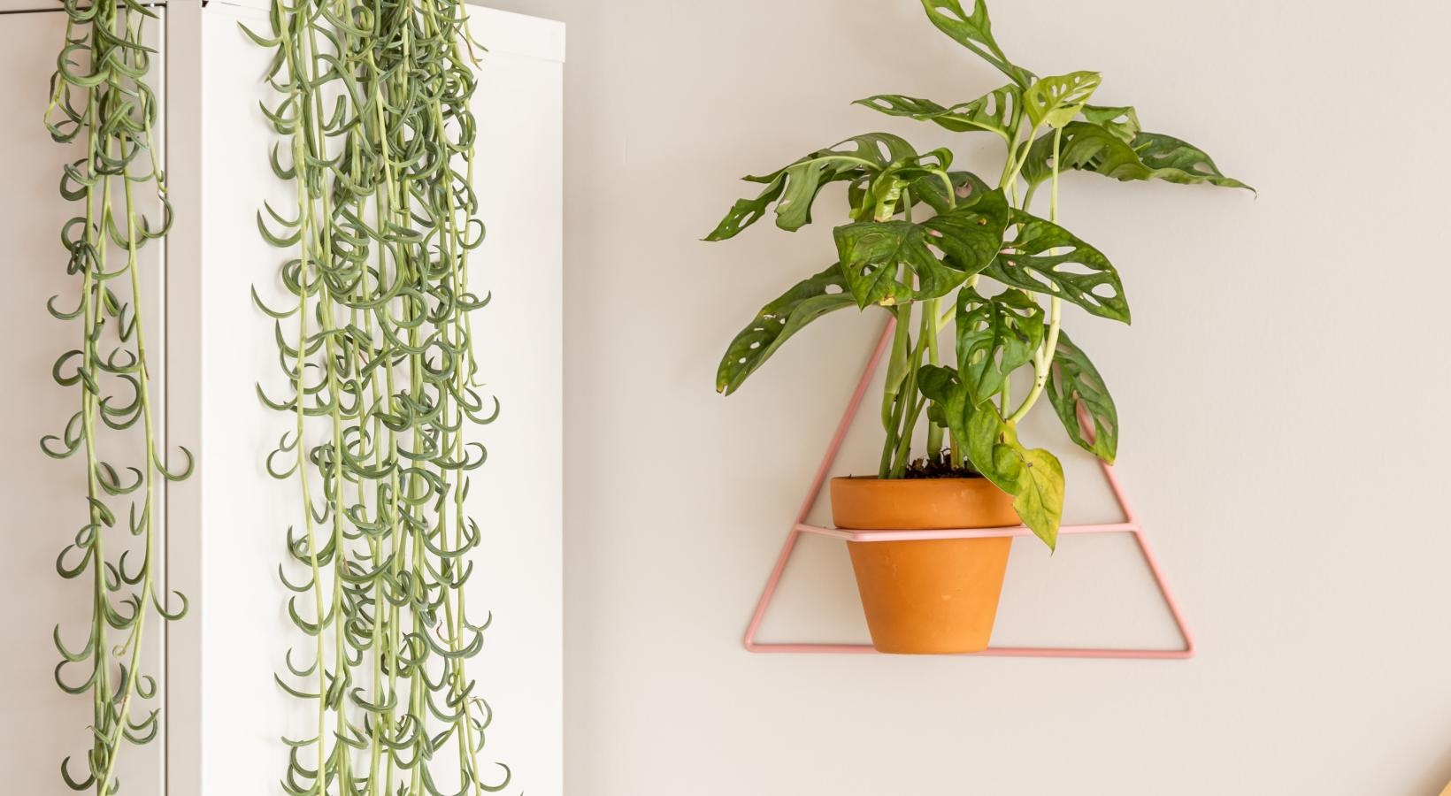 The essence of exceptional living a plant in a pot