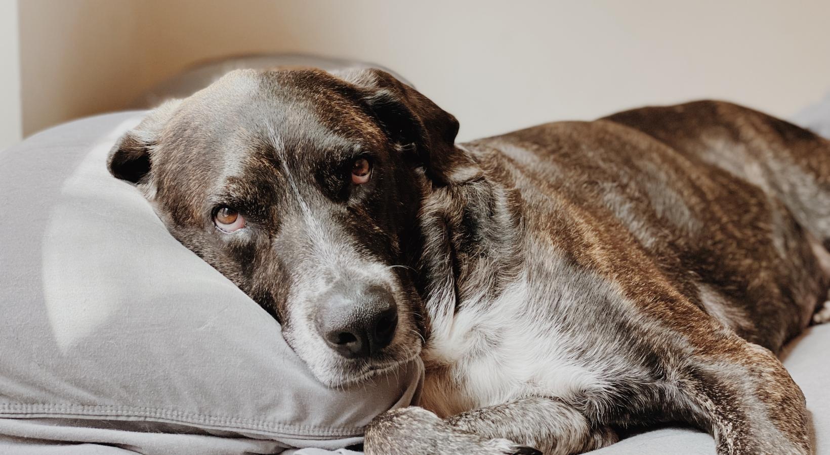We welcome your pet family a dog lying on a bed